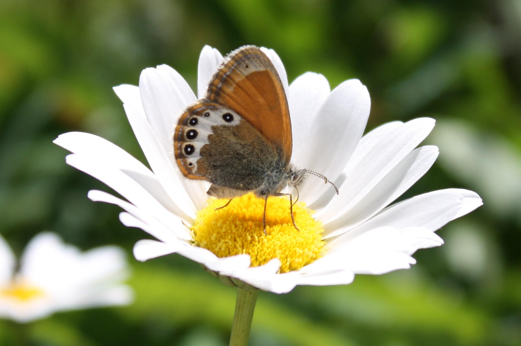 Coenonympha arcania ?